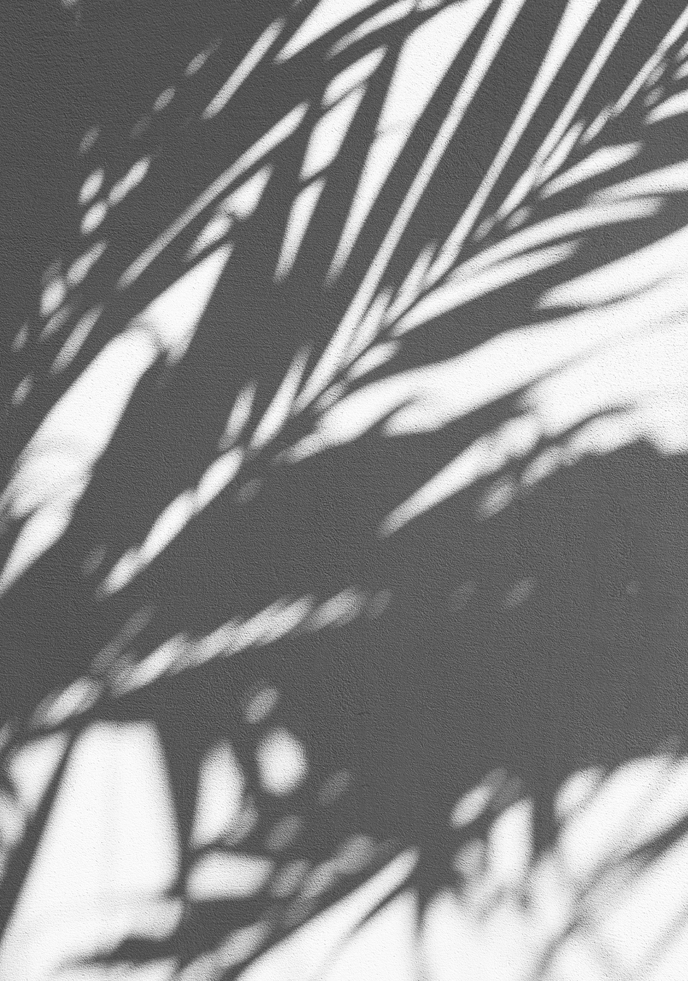 16-Qivy-Palm-Shadows-v1